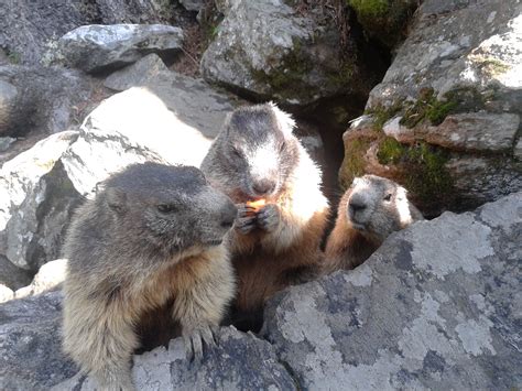parco delle marmotte chiareggio